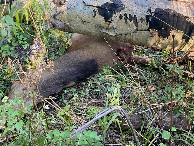 Elk