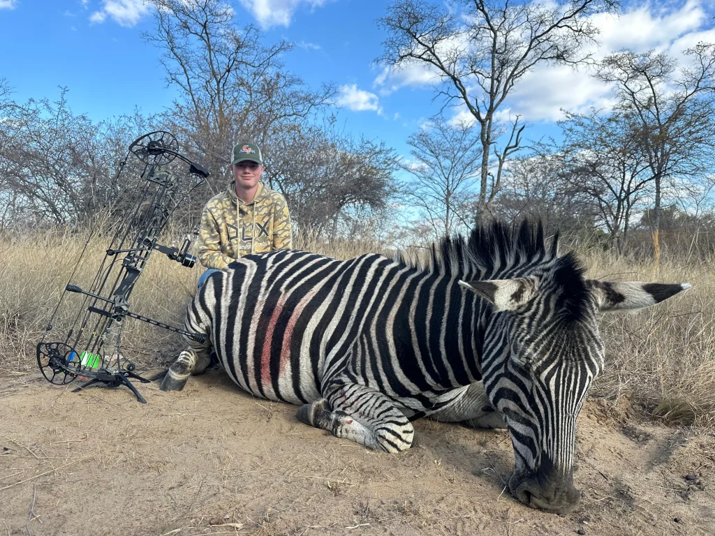 Zebra